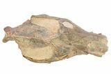 Fossil Oreodont (Merycoidodon) Skull - South Dakota #263486-8